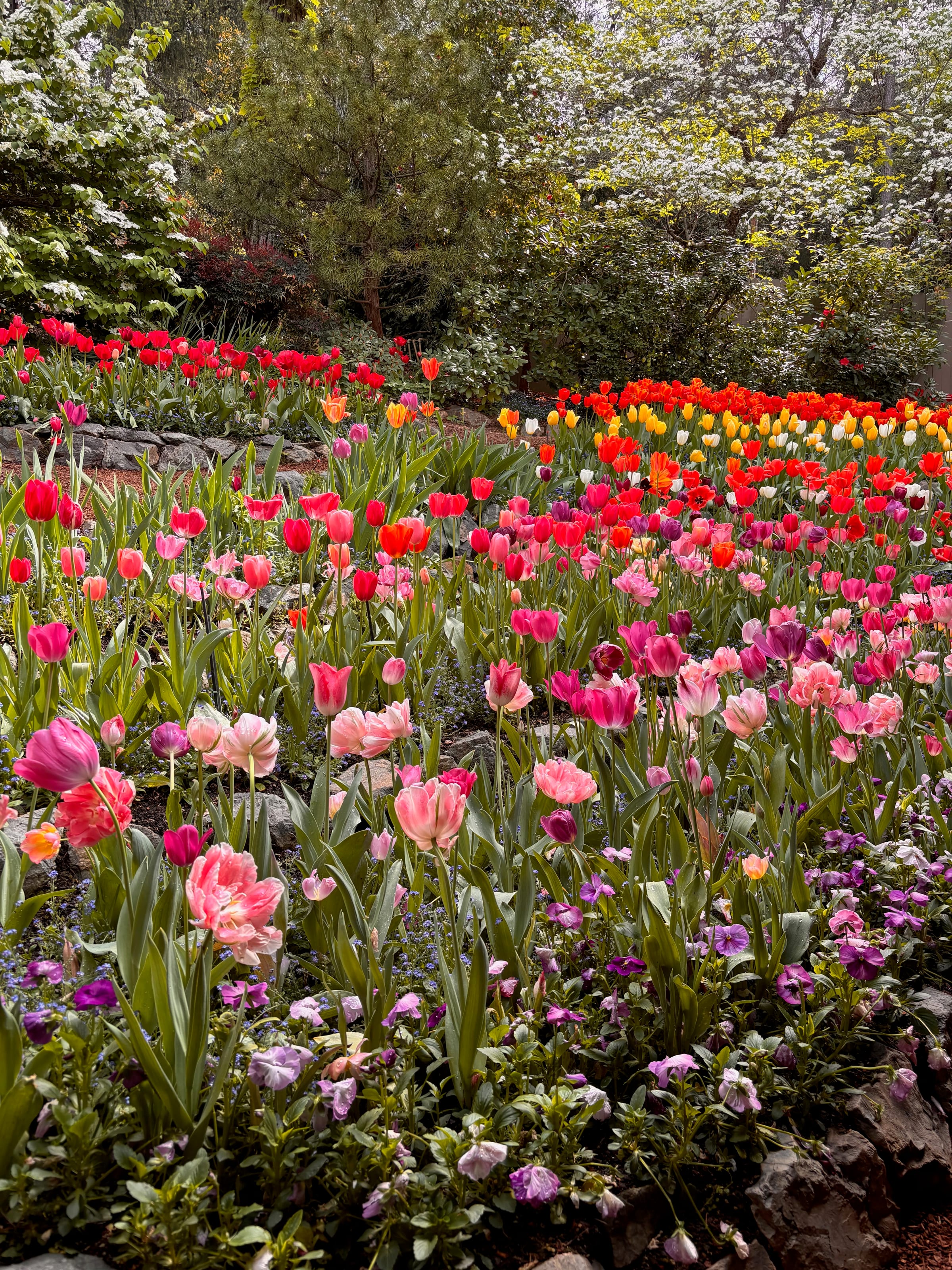 Terraced beds of pink, red, and yellow tulips at Crystal Hermitage Gardens